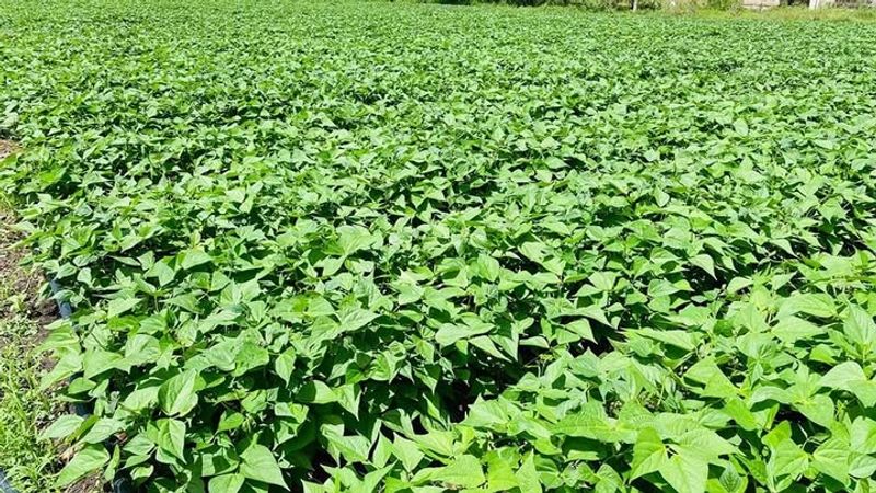 Cover Crops (Green Manure)