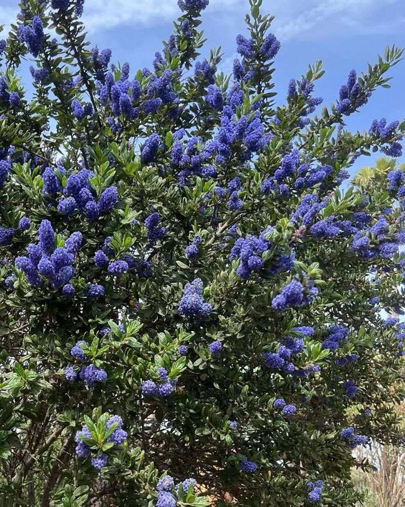 California Lilac (Ceanothus spp.)
