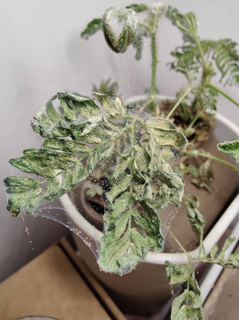 Spider Mites Thriving In Dry Conditions