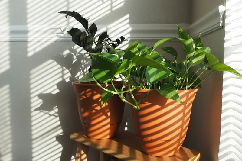 Move Houseplants To Brighter Indoor Locations