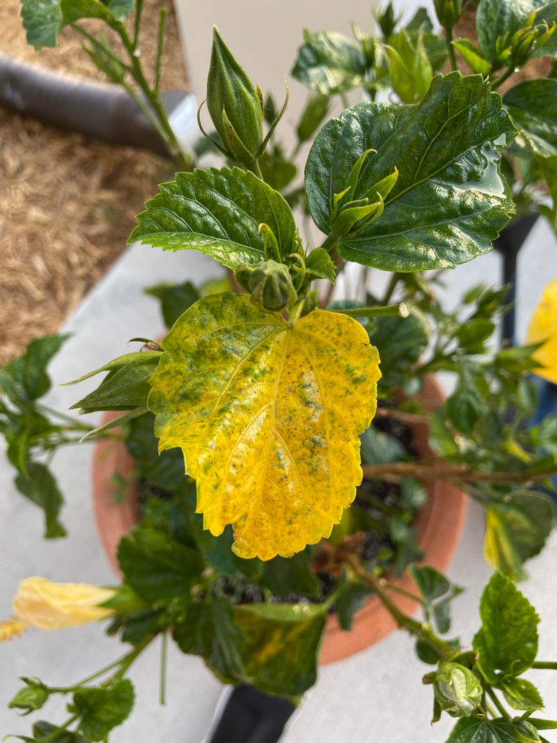 Growth Slows As Temperatures Dip Into Cool Ranges