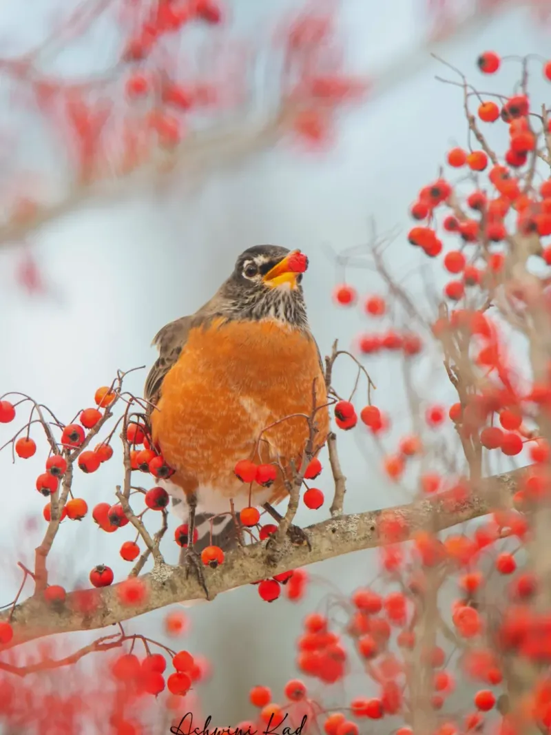 Food Availability Controls Robin Movement