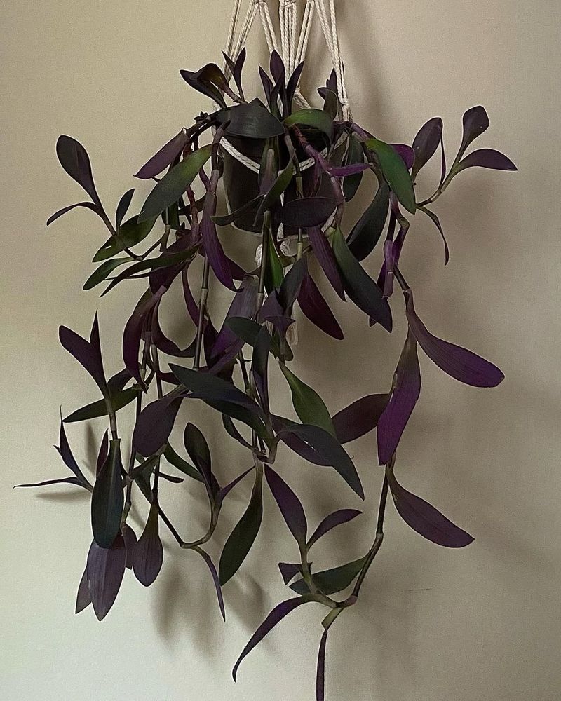 Purple Heart Plant (Tradescantia Pallida)