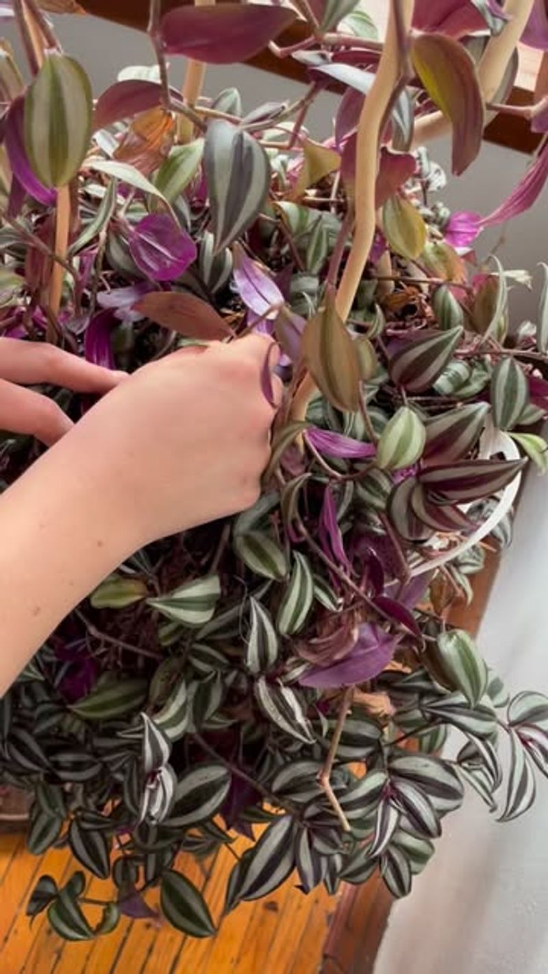Tradescantia (Wandering Jew) Stem Cuttings