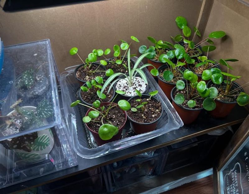 Why January Is The Perfect Time To Multiply Houseplants