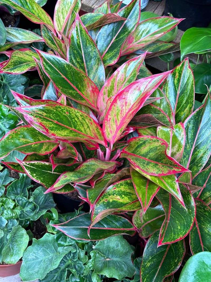 Chinese Evergreen (Aglaonema)