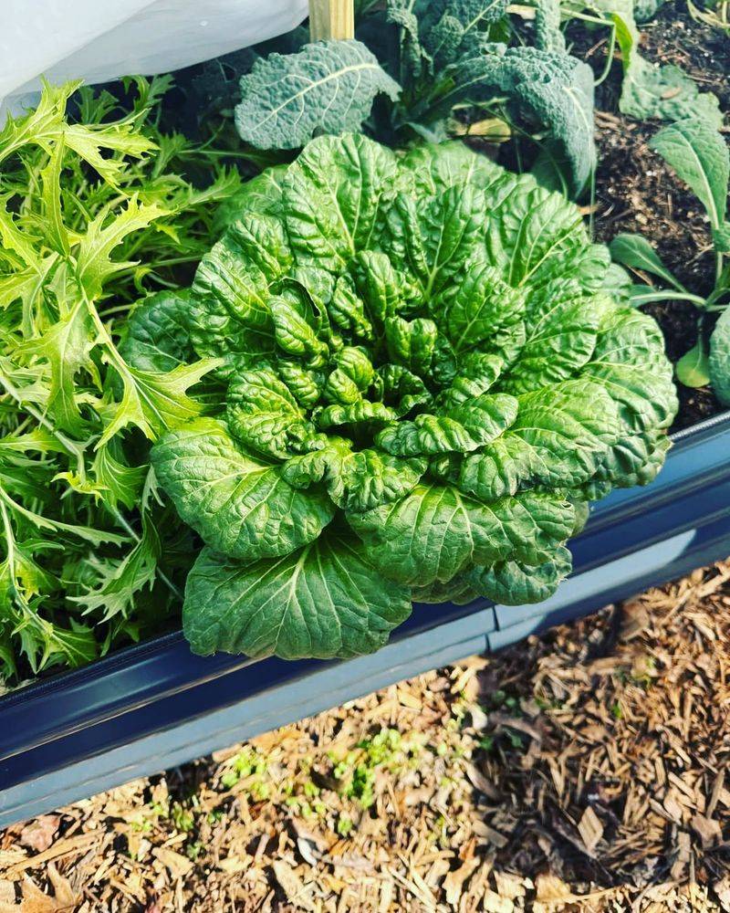 Tatsoi (Asian Greens)