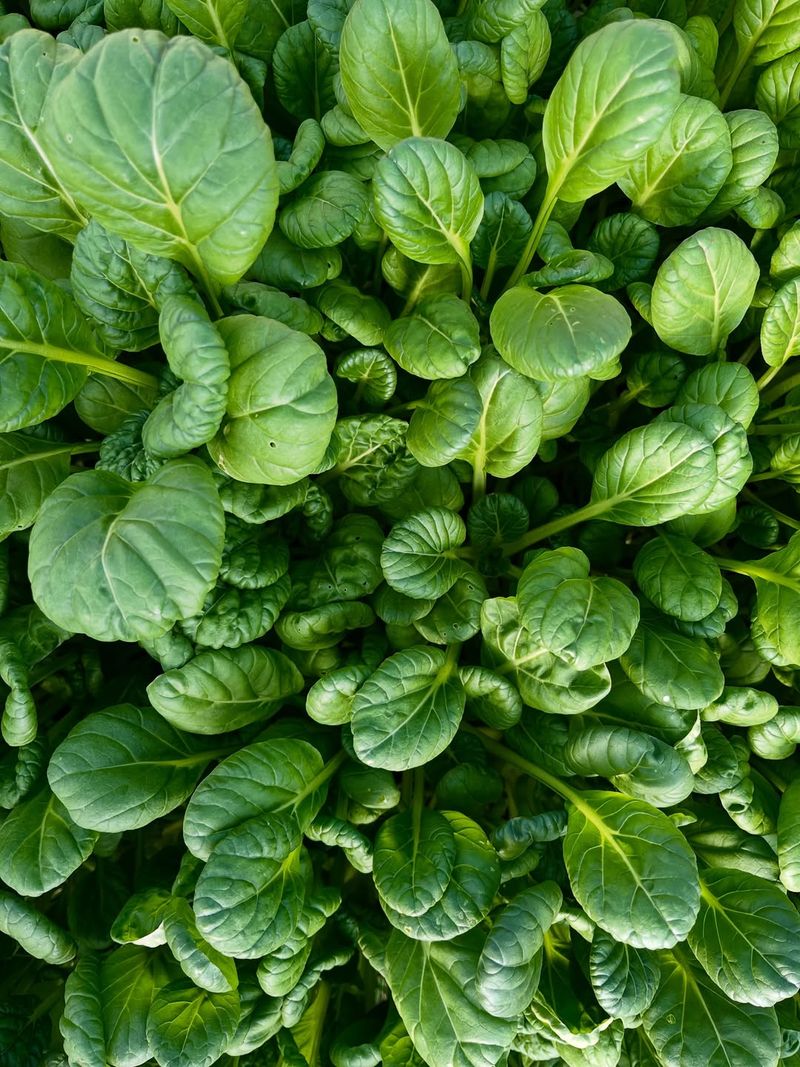 Tatsoi (Asian Greens)