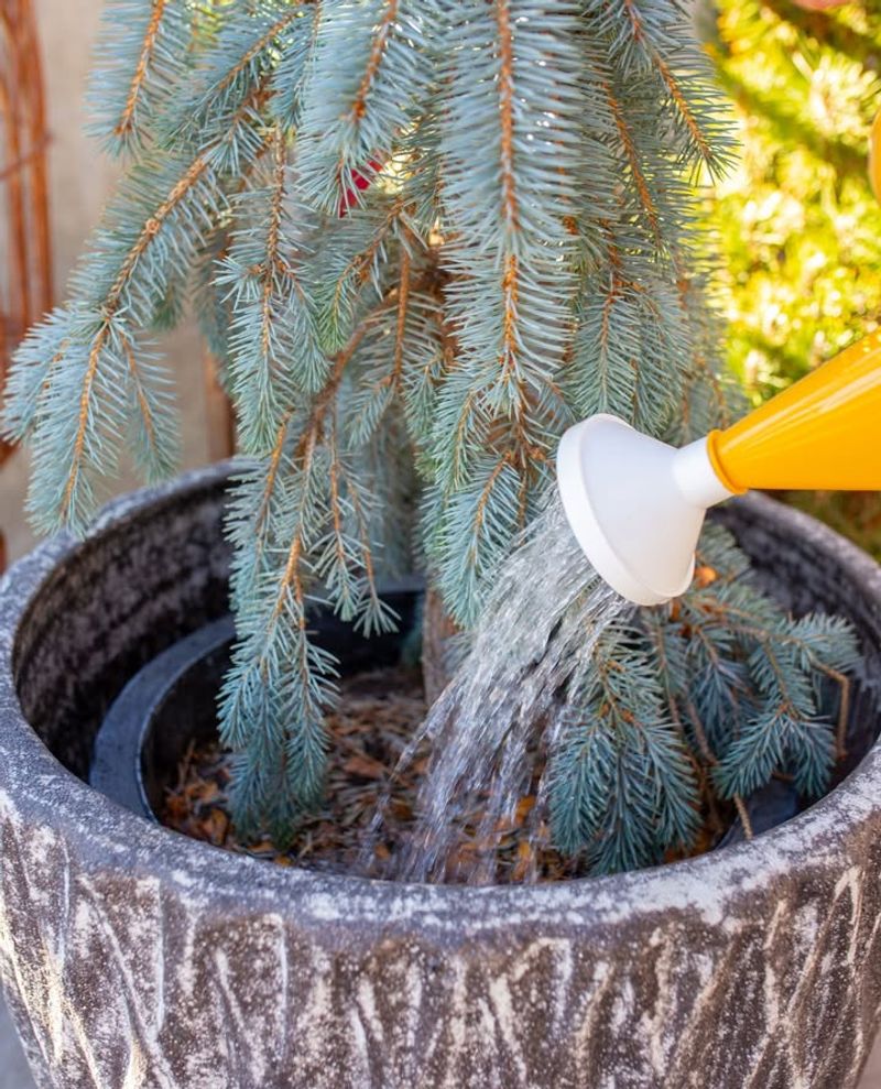 Dormancy Doesn't Mean Trees Stop Needing Water