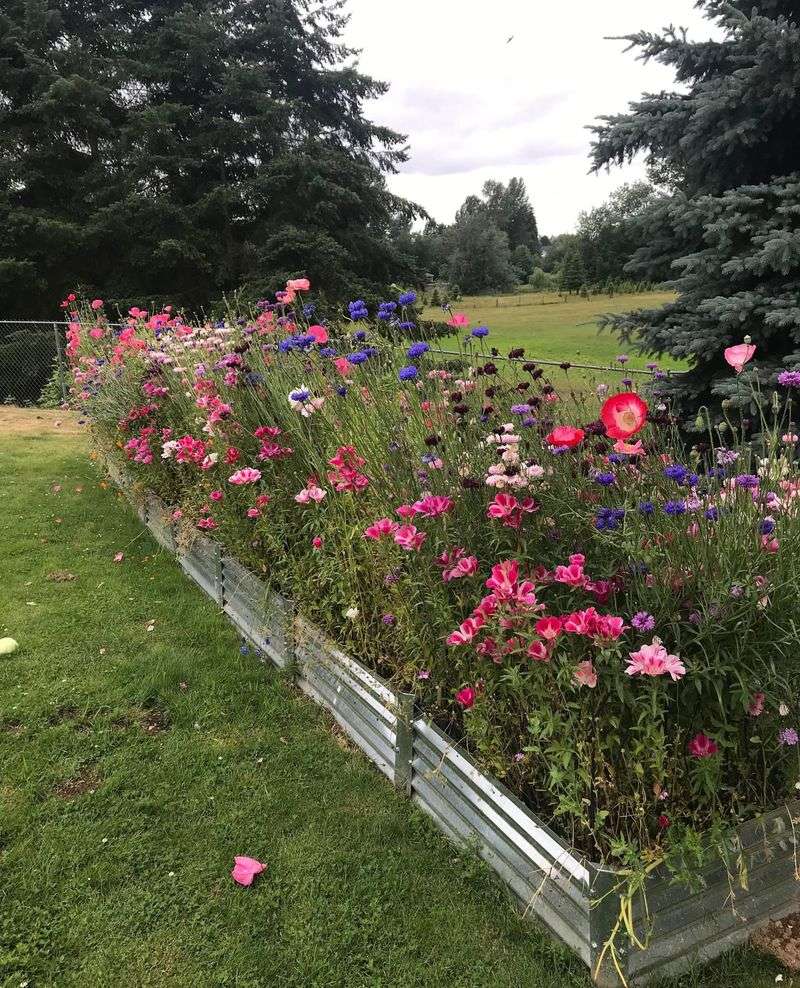 Native Wildflower Meadow Beds