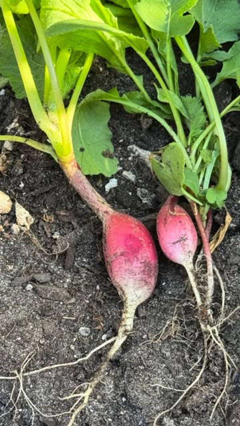 Flavorful Radishes Ready In Just Weeks