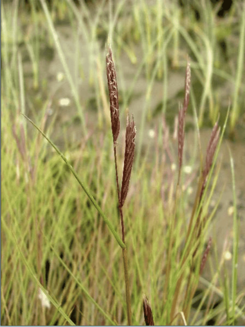 Dense-Flowered Saltmeadow Cordgrass
