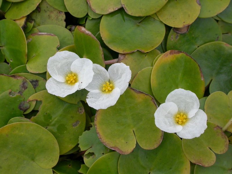 Common Frogbit (Hydrocharis morsus-ranae)