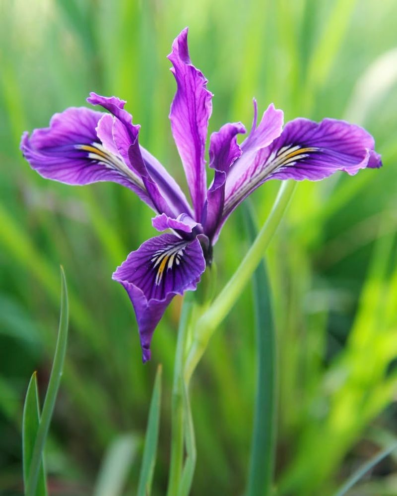 Oregon Iris (Iris tenax)