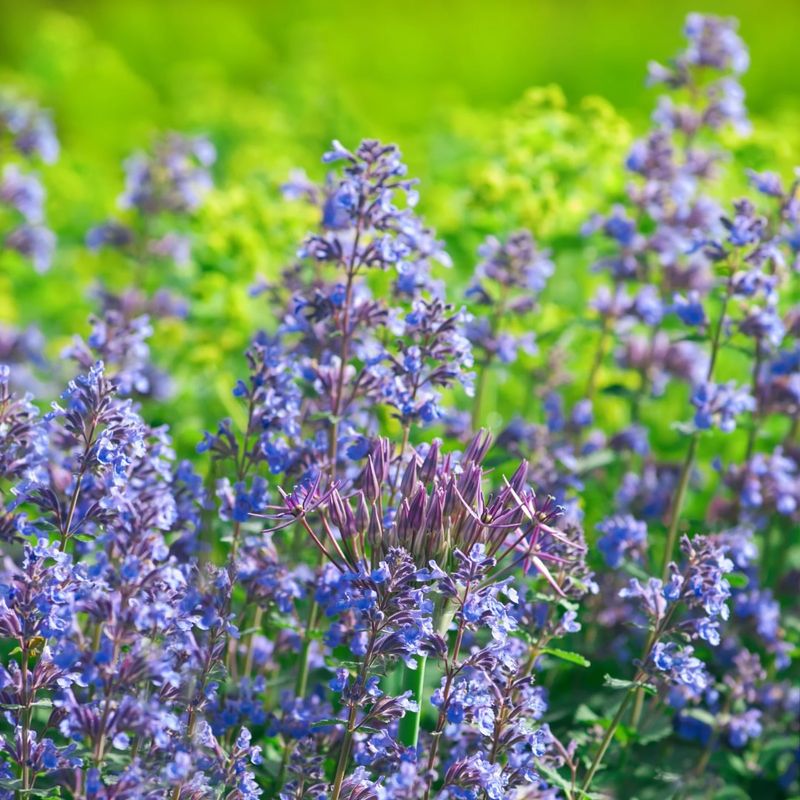 Nepeta Produces Long Lasting Blooms With Almost No Effort