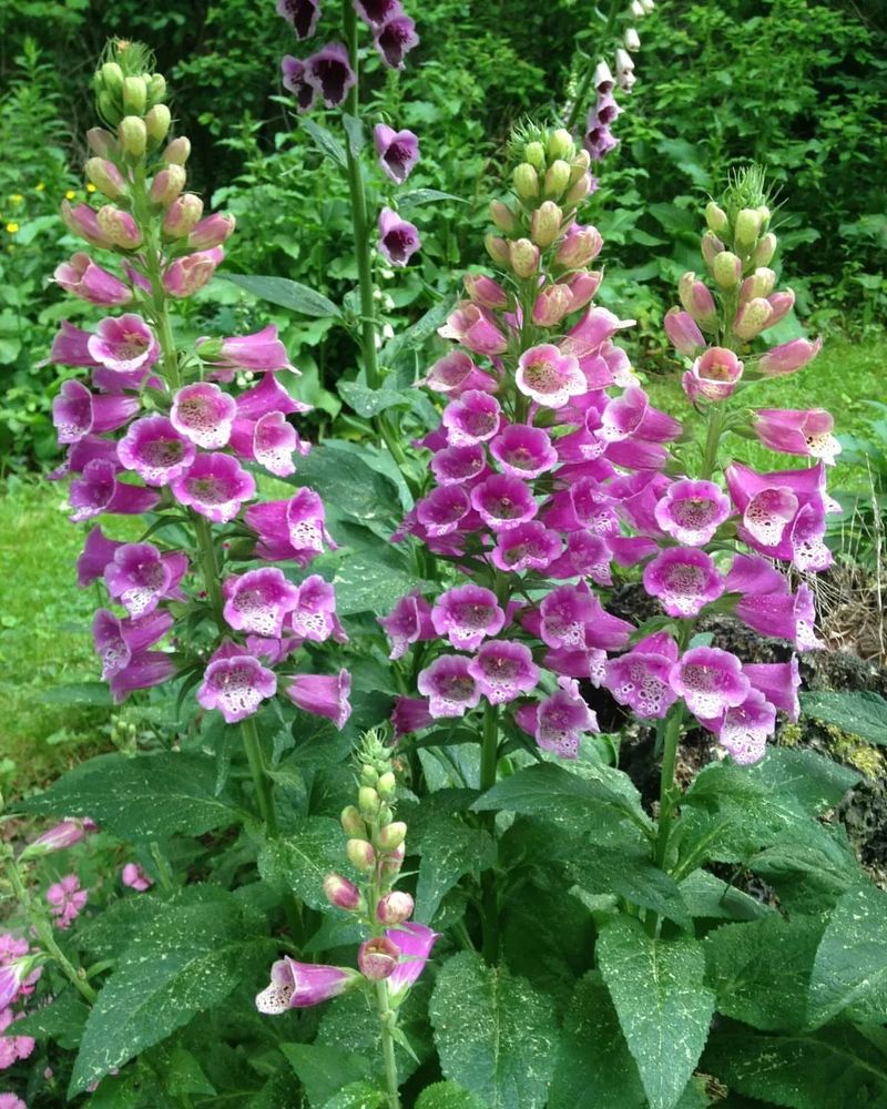 Foxglove (Digitalis purpurea)