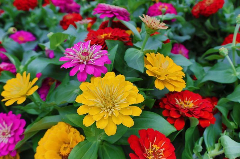 Zinnia