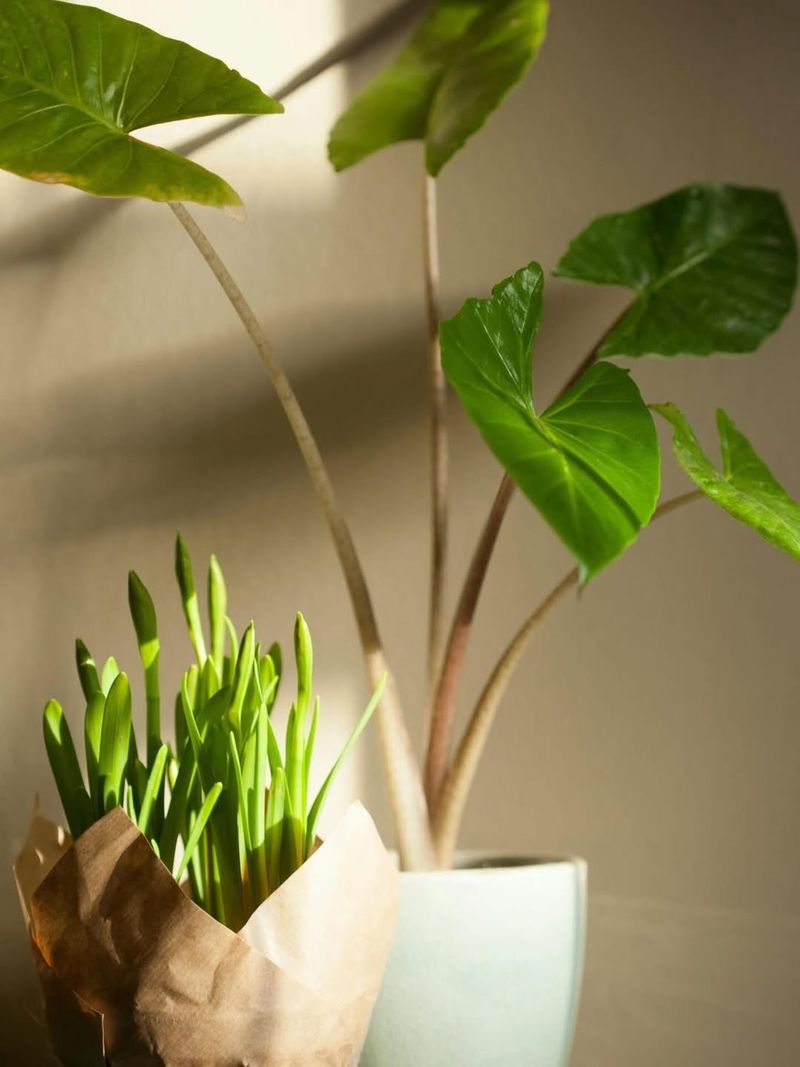 Hold Off On Fertilizing Until Spring