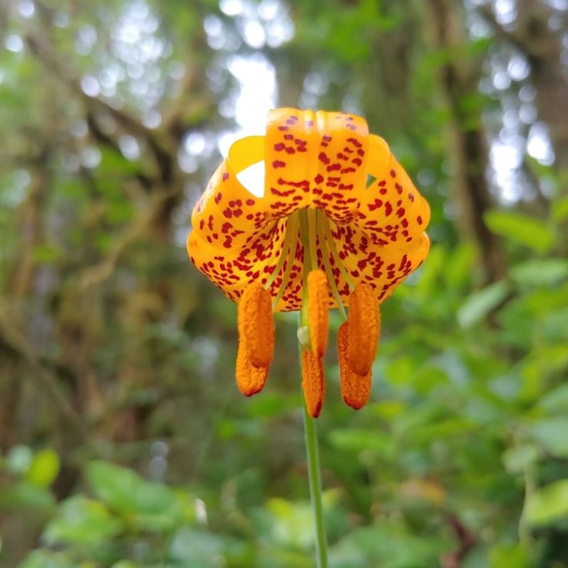 Columbia Tiger Lily (Lilium columbianum)