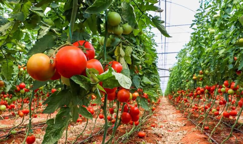 How Often Tomatoes Actually Need Feeding Mid-Season