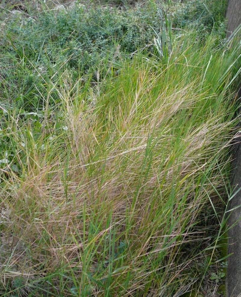 Camel-Grass (Brachypodium Species)