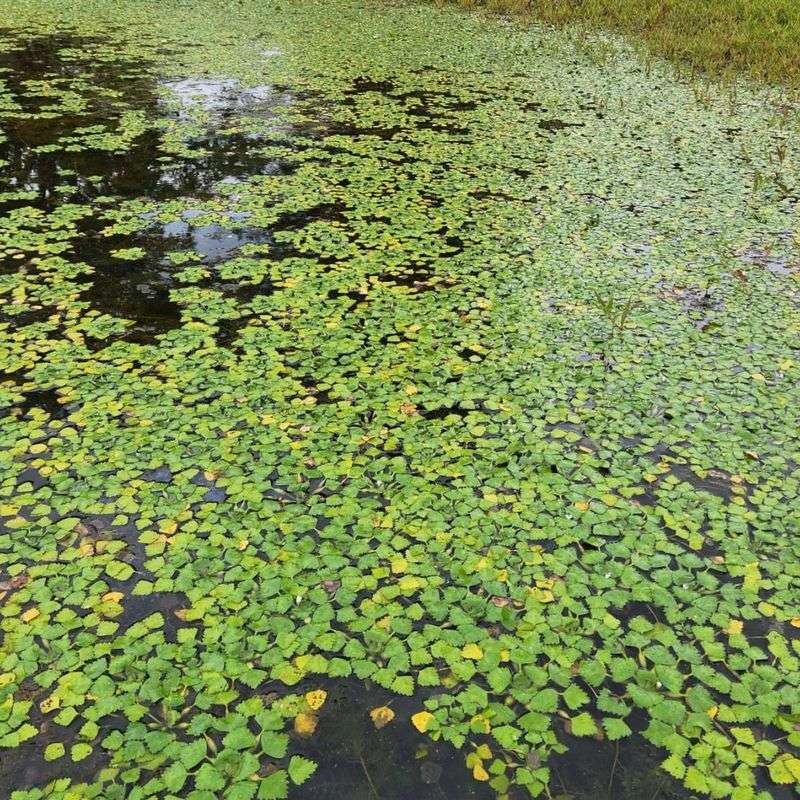 European Water Chestnut (Trapa natans)