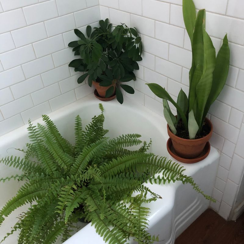 Ignoring Colorado's Extremely Low Humidity Levels