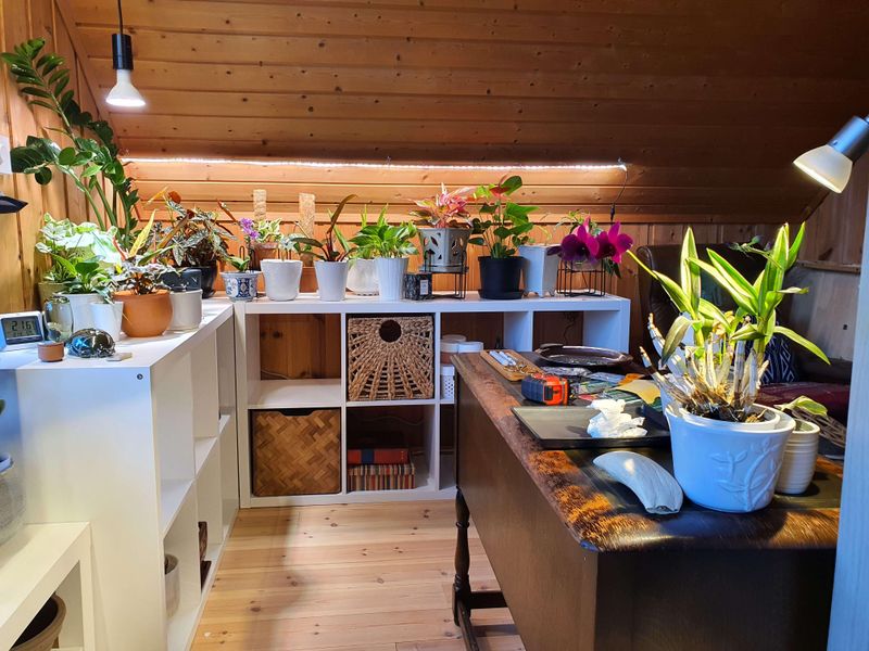 Choosing Plants That Don't Match Apartment Light Levels