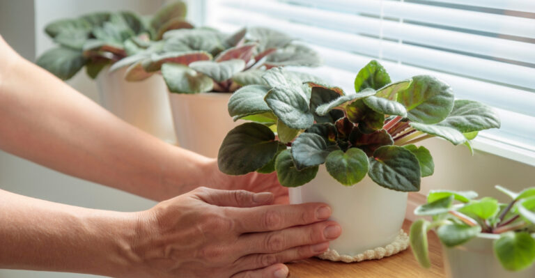 indoor plants (featured image)