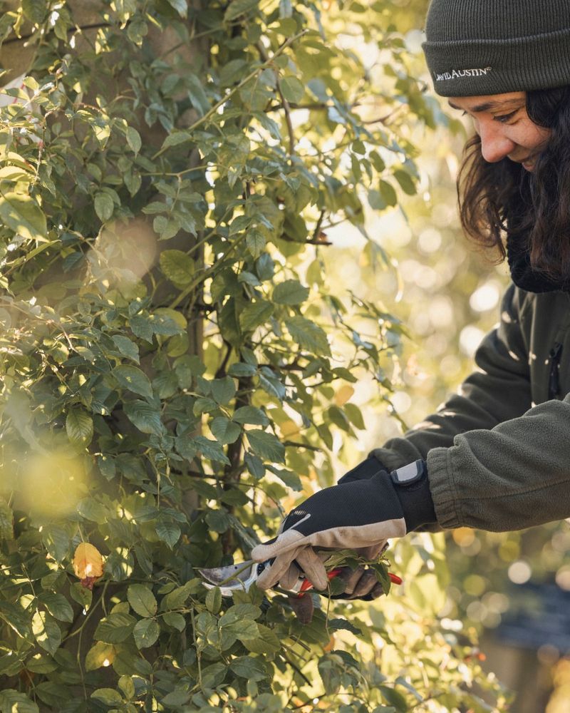 Pruning Too Early In Winter
