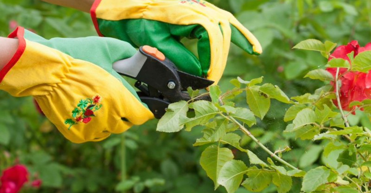 pruning flowers