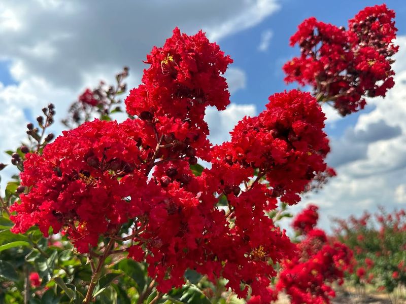  How To Keep Crape Myrtles Healthy Year After Year