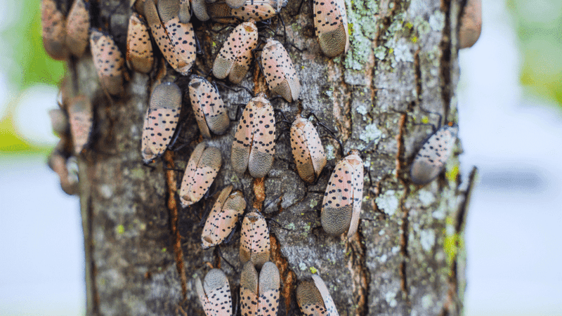 Professional Management And Regulatory Control Protocols