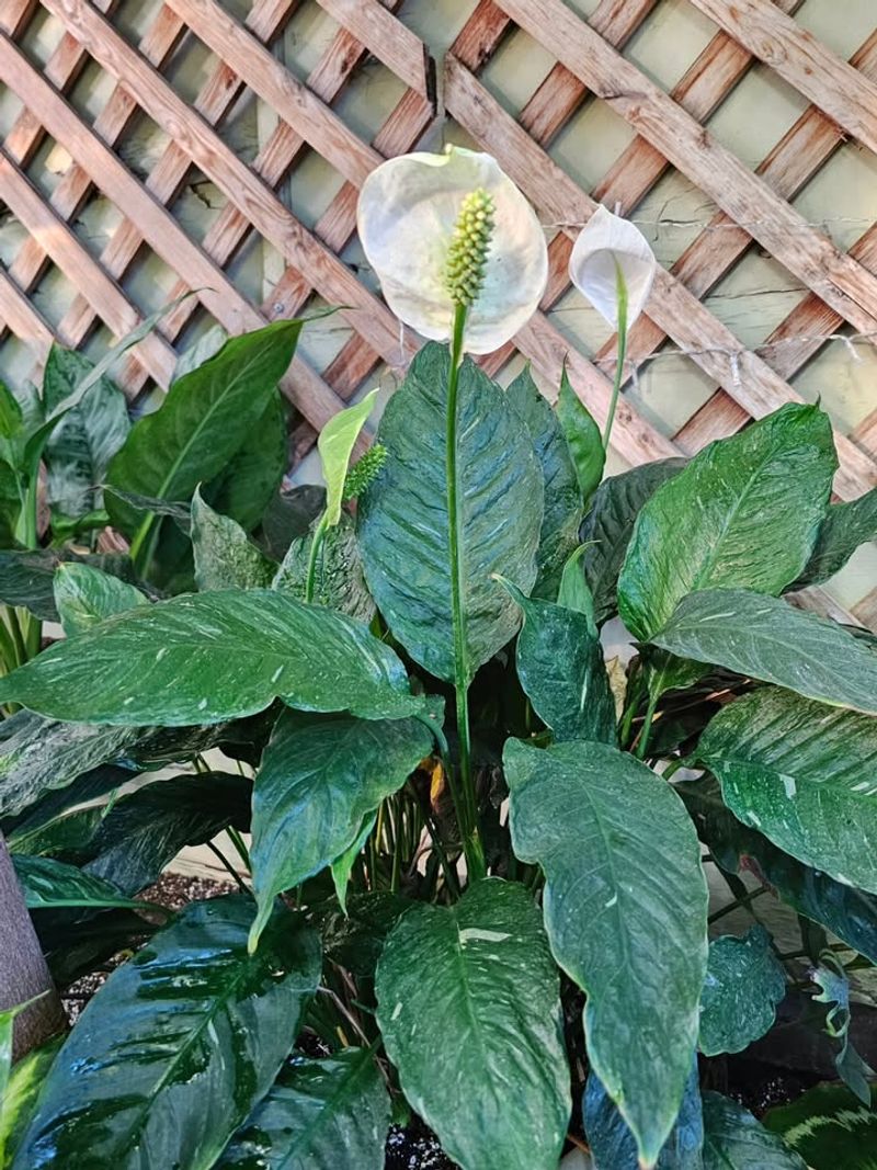 How To Enhance Positive Chi Around Your East Living Room Peace Lily