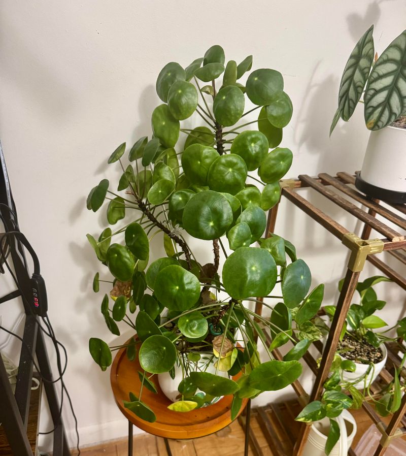 Adjusting Placement For Small New York Apartments