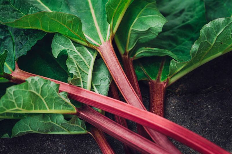 Harvesting Rhubarb Without Weakening The Plant