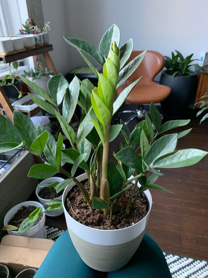 How To Encourage Healthy New Growth