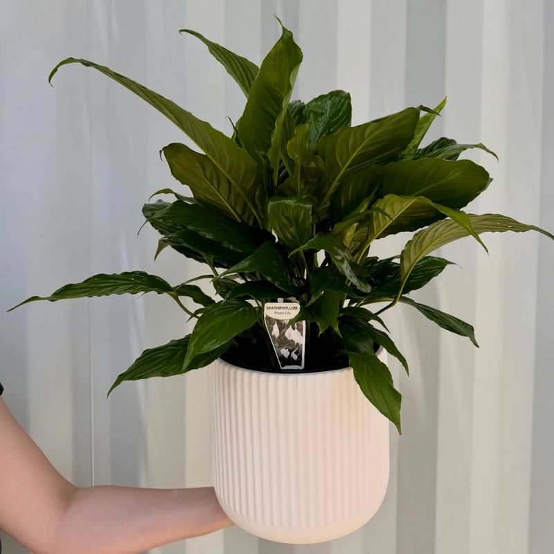 What To Do After Pruning To Support New Blooms