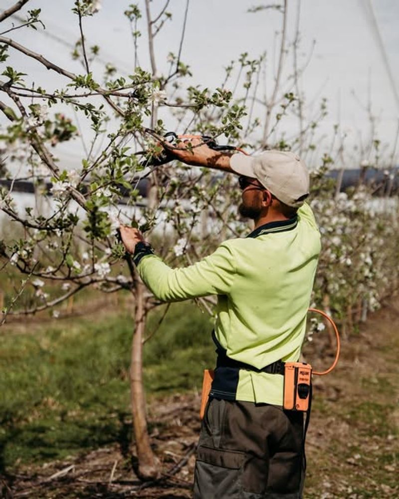 How To Shape Young Fruit Trees Properly