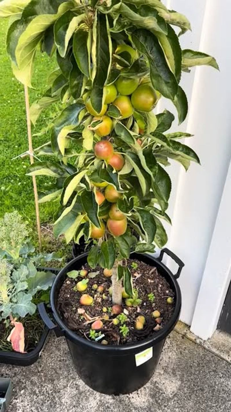 Dwarf Fuji Apple