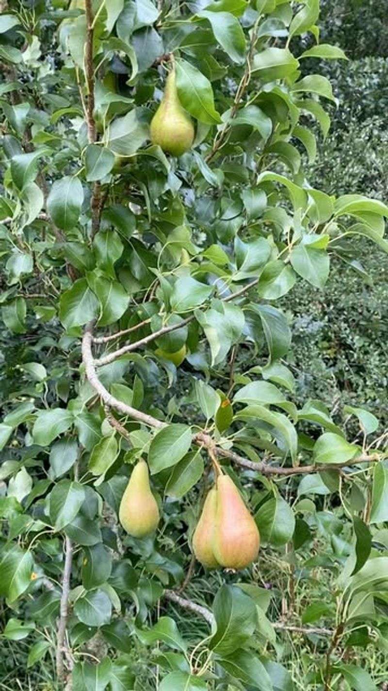 Dwarf Bartlett Pear