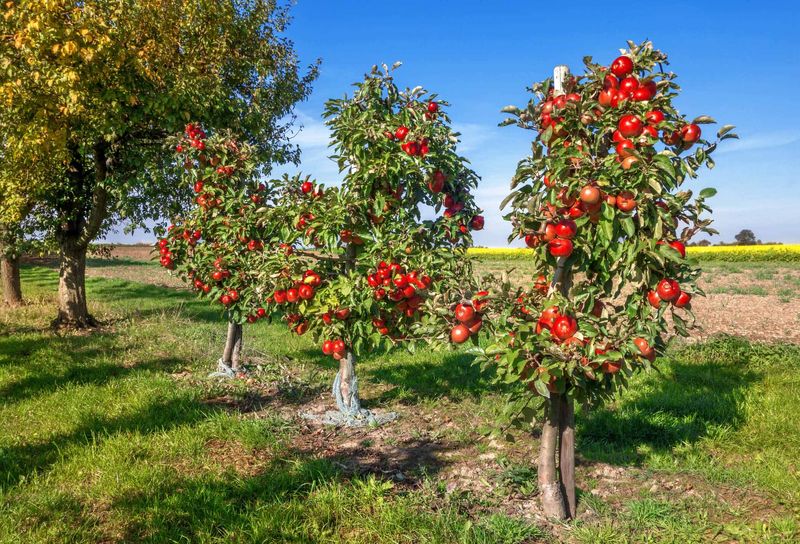 Miniature Apple Trees
