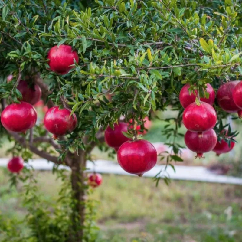 Small Pomegranate Trees