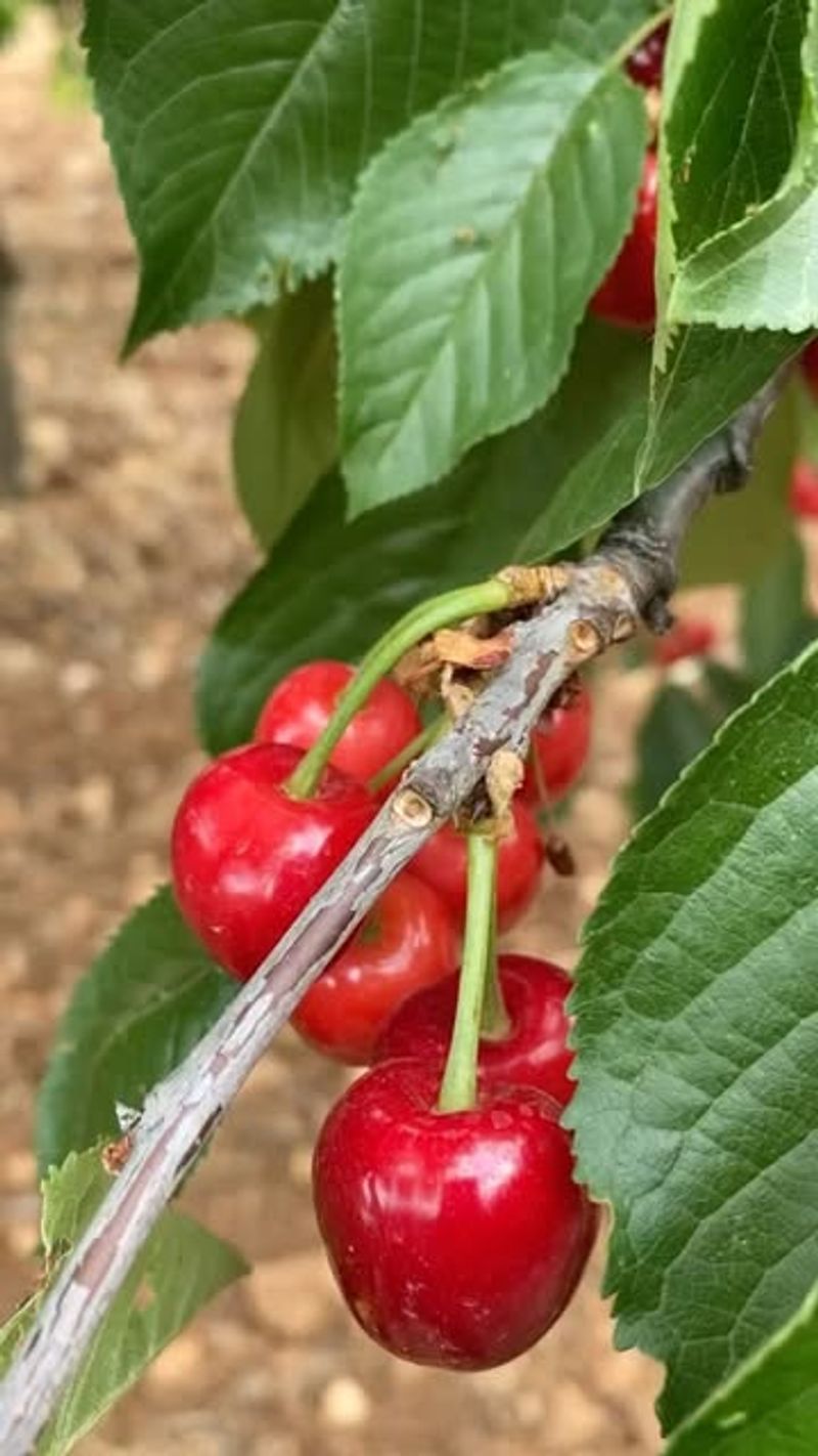 Dwarf Bing Cherry