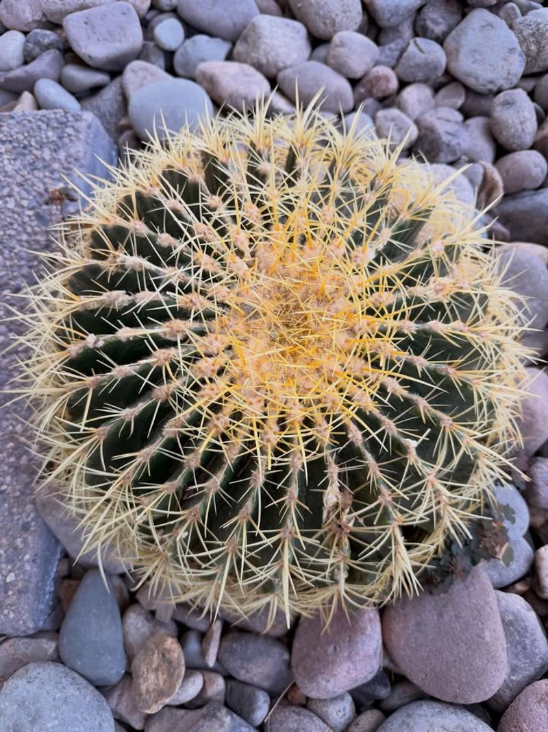 Golden Barrel Cactus (Echinocactus Grusonii)