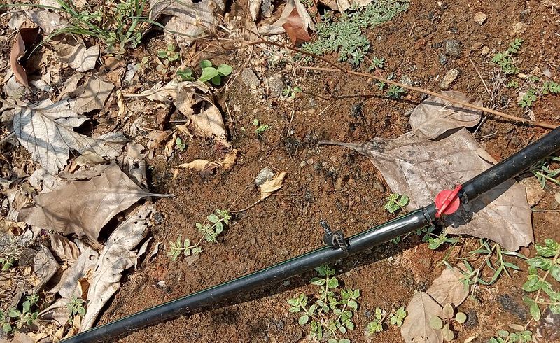 Watering Less Often But More Effectively