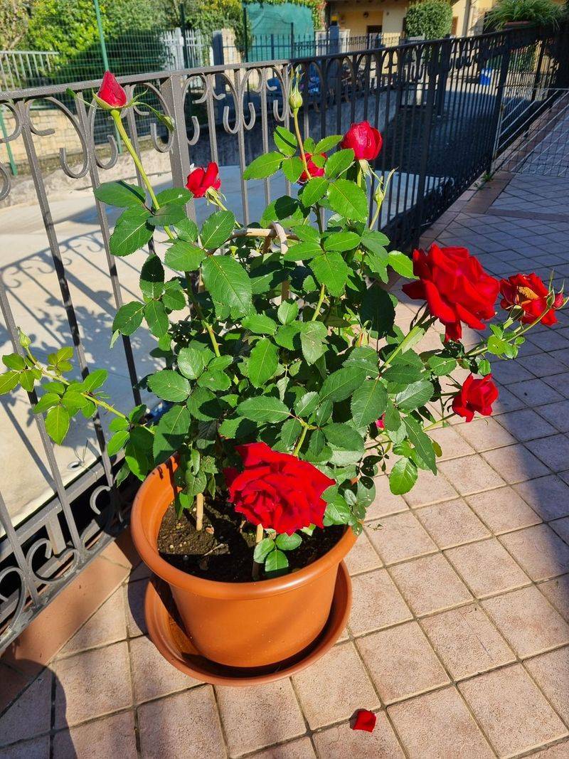 Preparing Roses for Arizona's Extreme Temperature Swings