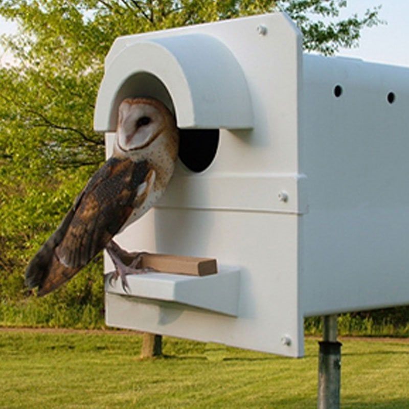 Barn Owl Boxes
