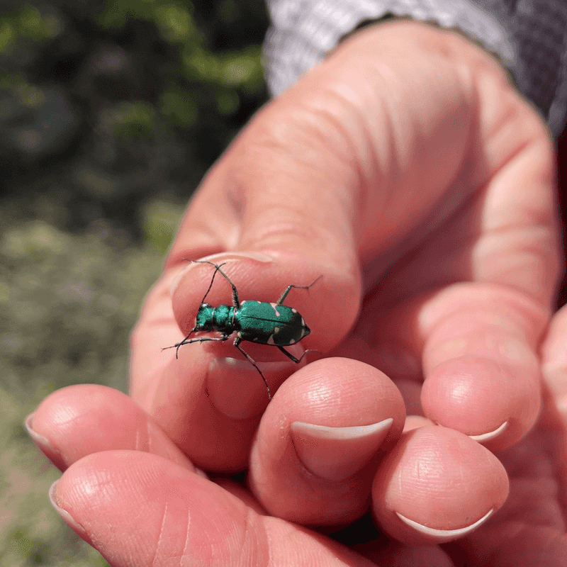 Native Species Important to Georgia Ecosystems