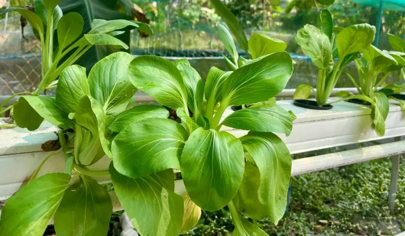 Why Leafy Greens Respond Best To Nitrogen-Forward Feeding